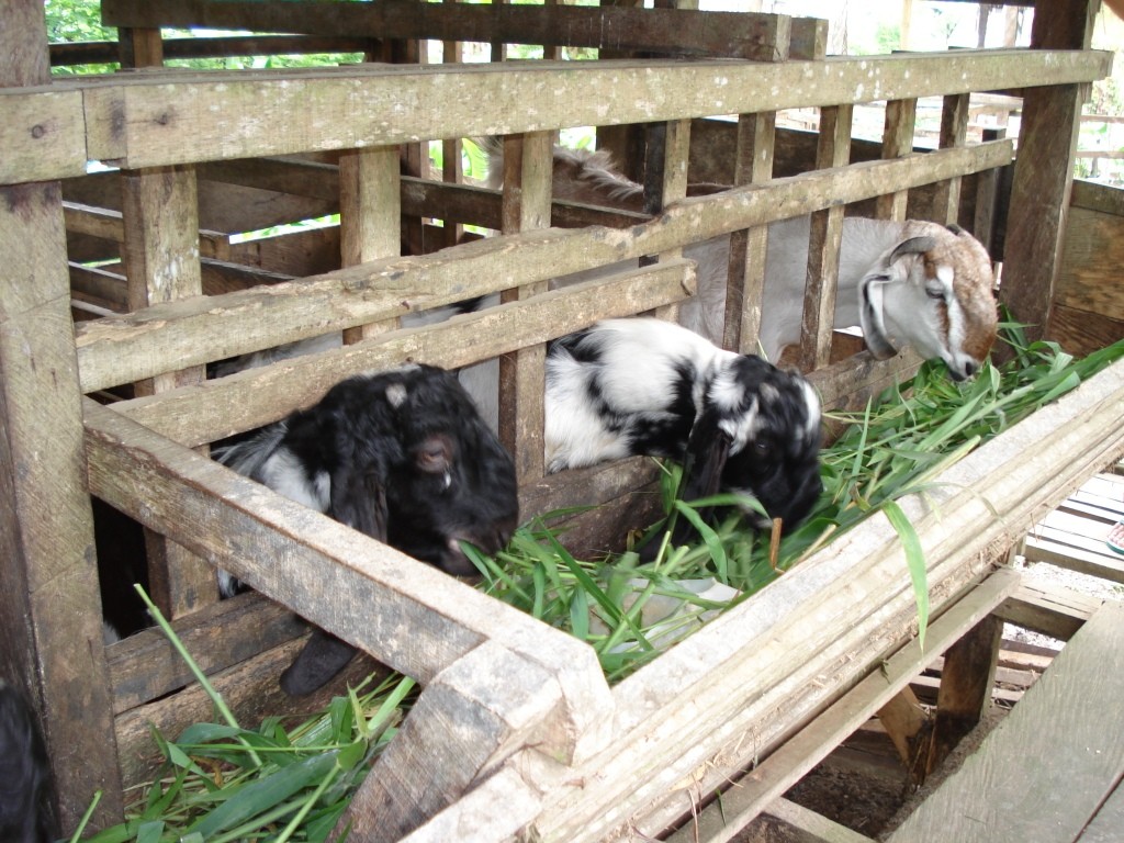 Peluang Usaha Ternak Kambing, Analisis & Strategi Suksesnya 1