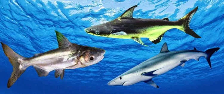 Peluang Usaha Budidaya Ikan Hiu Hias, Dikenal Ganas Tapi Menguntungkan
