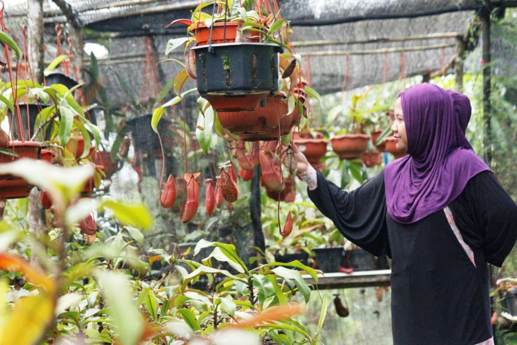 Usaha Budidaya Kantong Semar Layak Diperhitungkan 8