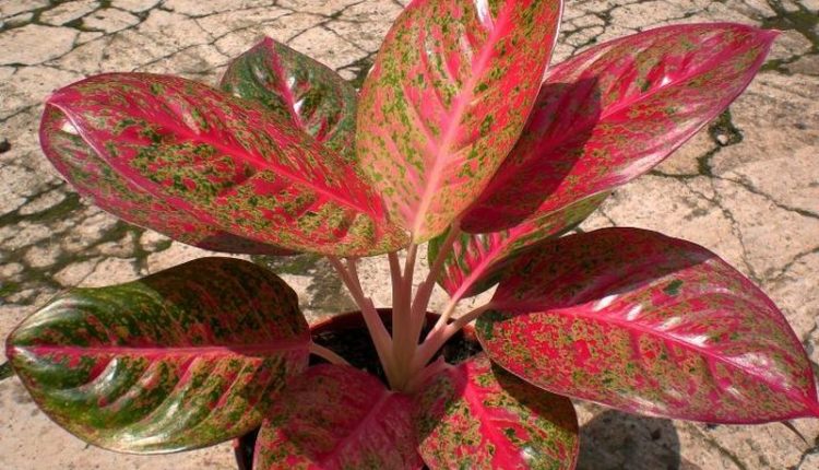 Peluang Usaha Budidaya  Tanaman Hias Aglaonema  