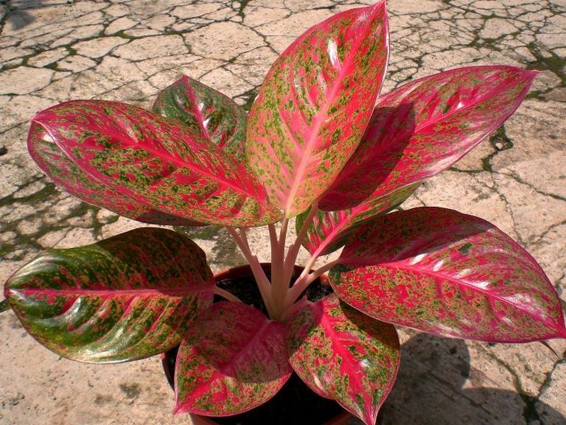 Peluang Usaha Budidaya Tanaman Hias Aglaonema 