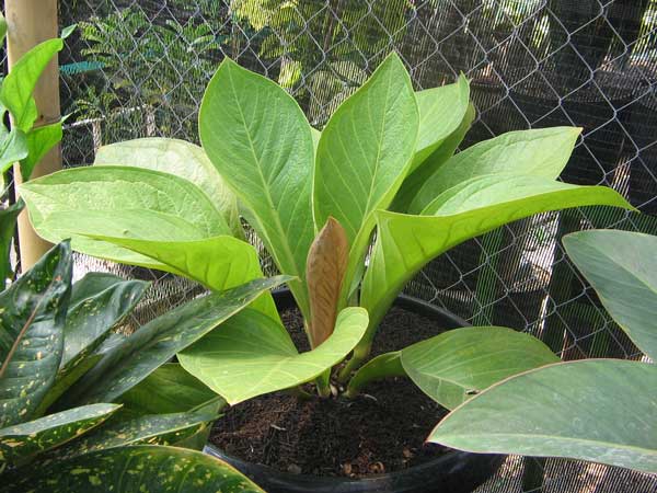 Peluang Usaha Tanaman Hias Bunga Anthurium Masih Cukup 