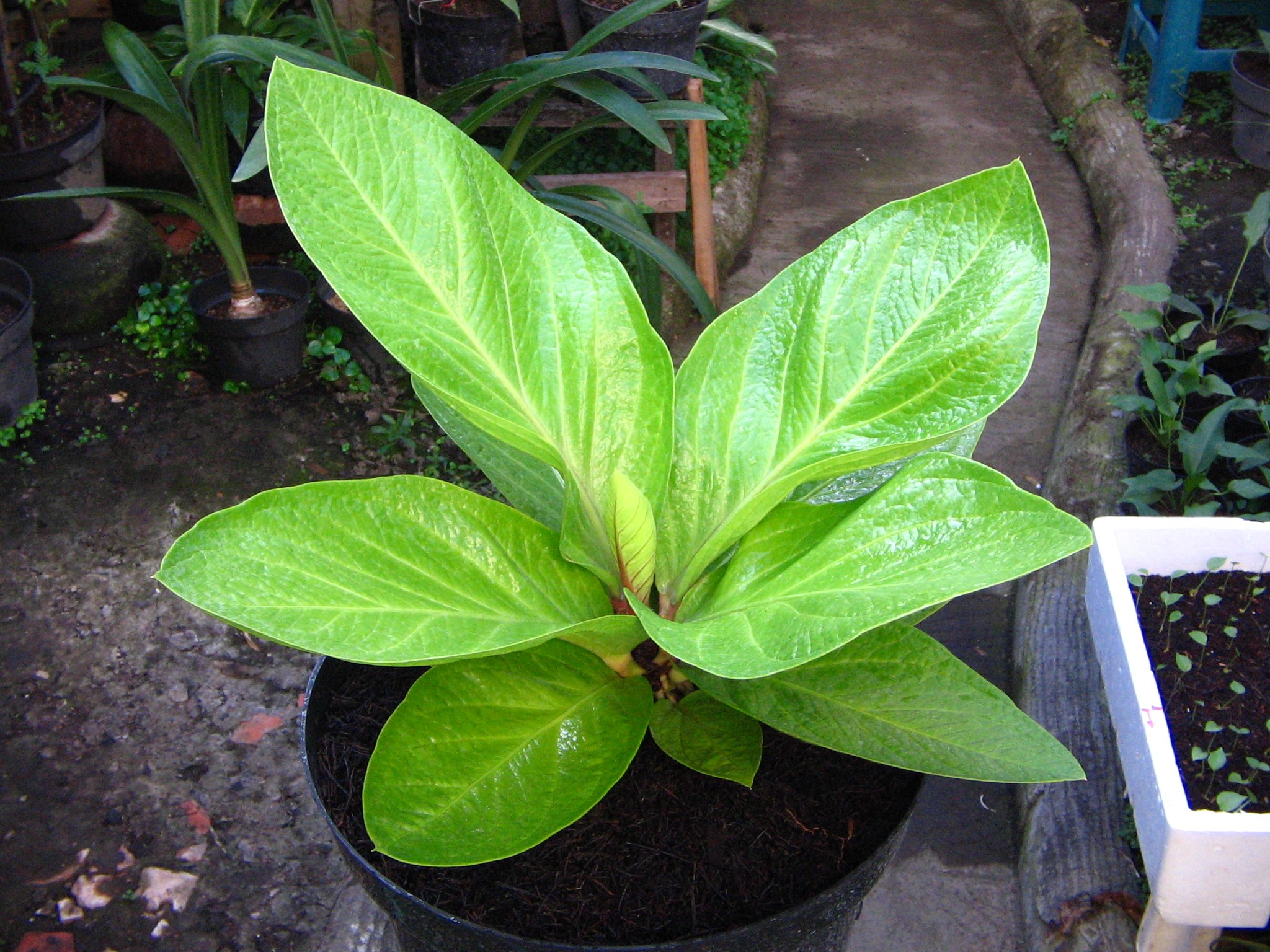 Peluang Usaha Tanaman  Hias  Bunga Anthurium Masih Cukup 